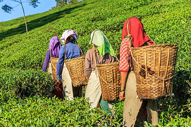 indian pickers przejście herbata plantation w darjeeling, indie - tea crop tea leaves plantation farmer zdjęcia i obrazy z banku zdjęć