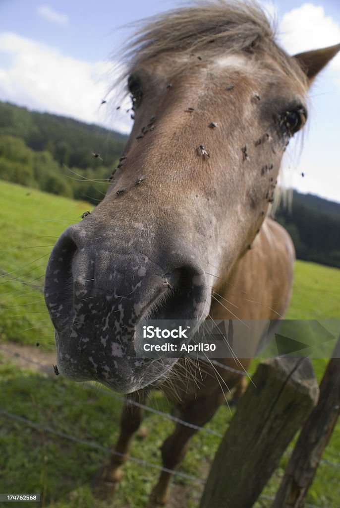 Close-up of a 말 노즈 - 로열티 프리 가축 스톡 사진