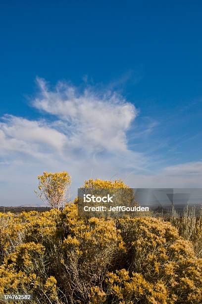 Rabbit Brush Blooming In The Desert Stock Photo - Download Image Now - Ancient, Beauty In Nature, California