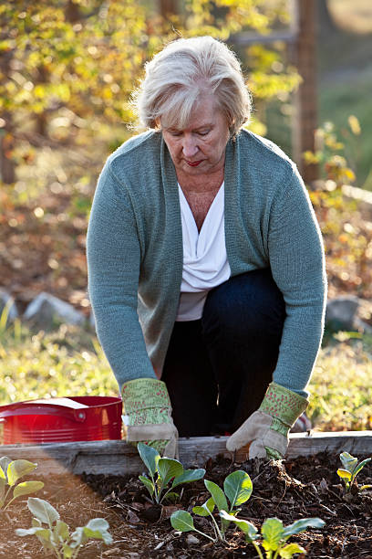 femme senior jardinage - sc0588 vertical full length outdoors photos et images de collection