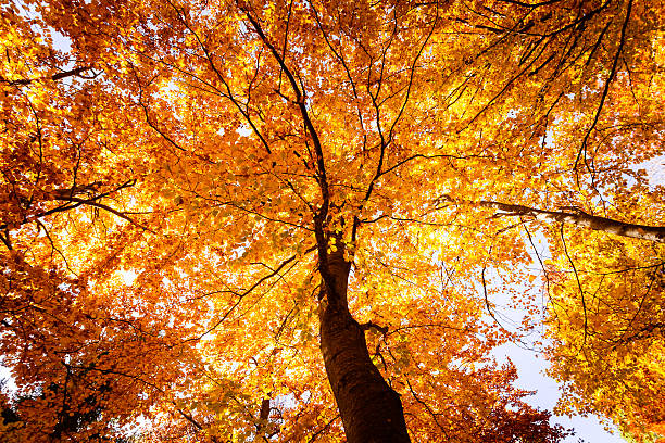 Colorful trees in autumn