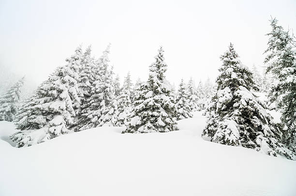 istock Winter Landscape with Snow and Trees 174762956