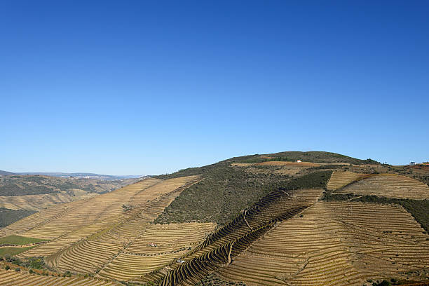 douro valley, vinhedos e porto - douro valley clear sky copy space nobody - fotografias e filmes do acervo