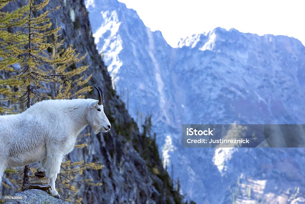 Cabra da montanha de North Cascades - Royalty-free Cabra da montanha Foto de stock