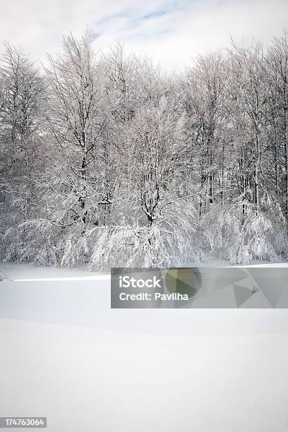 Frostigen Winter Bäume In Slowenien Europa Stockfoto und mehr Bilder von Ast - Pflanzenbestandteil - Ast - Pflanzenbestandteil, Baum, Bedeckter Himmel