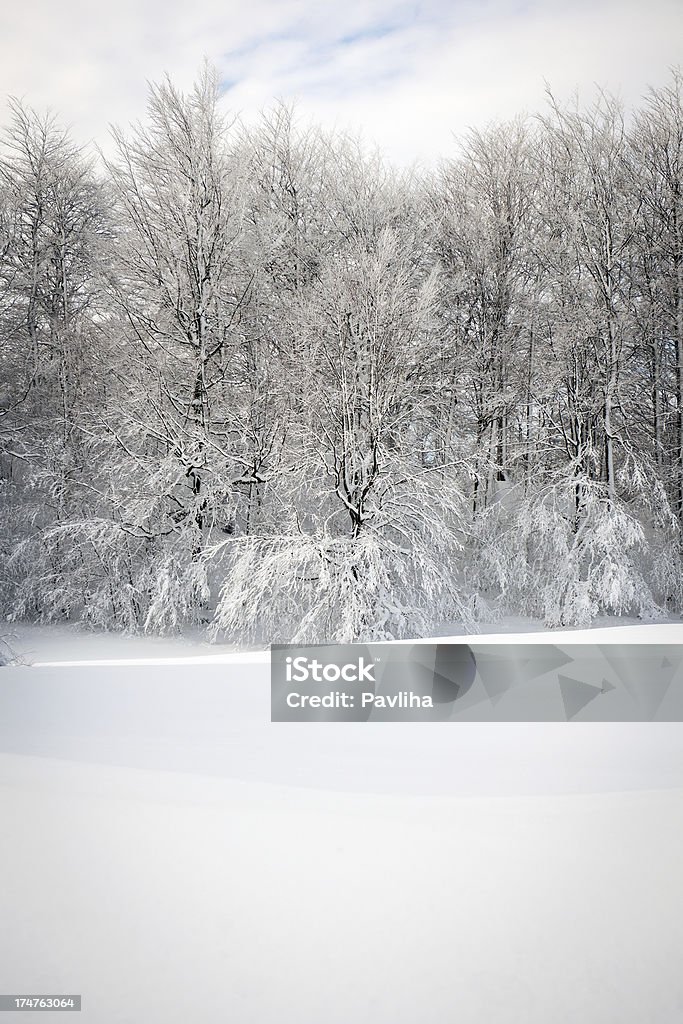 Refrescante árboles de invierno, Eslovenia Europa - Foto de stock de Aire libre libre de derechos