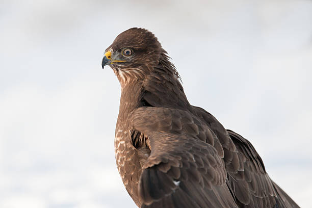 istock Portrait of Buzzard 174763278