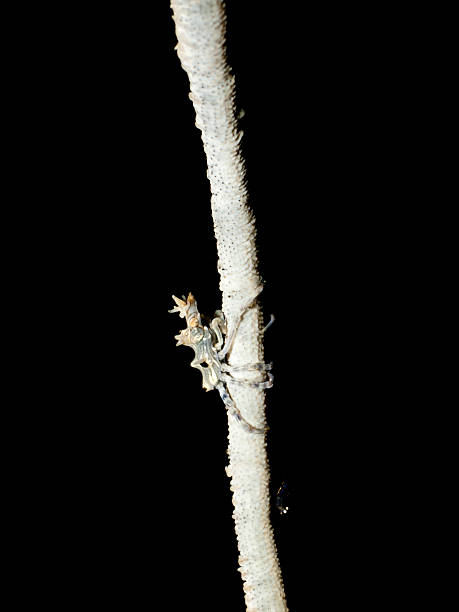 istock Wire coral crab - Xenocarcinus Tuberculatus 174763432