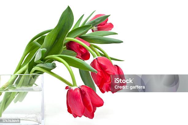 Photo libre de droit de Tulipes Rouges Dans Un Vase banque d'images et plus d'images libres de droit de Bouquet de fleurs - Bouquet de fleurs, Bouquet formel, Capitule