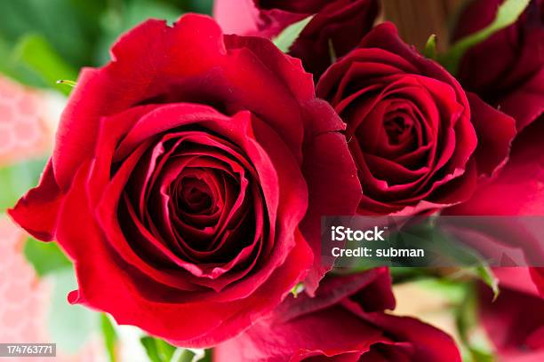 Rote Rosen Stockfoto und mehr Bilder von Bildhintergrund - Bildhintergrund, Blume, Blumenbouqet