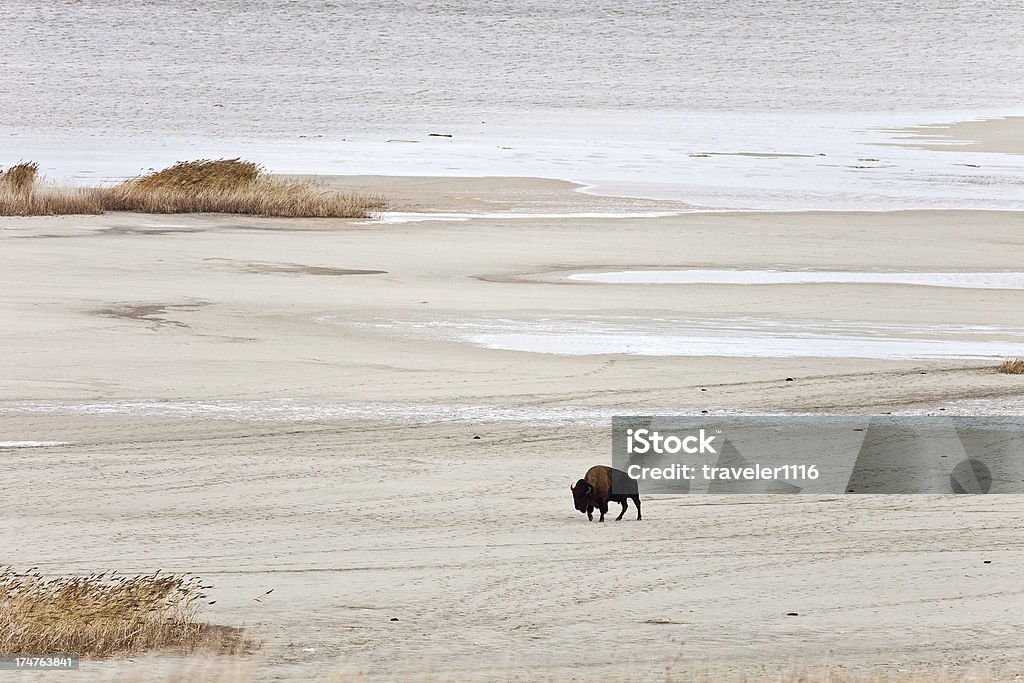 Bison no Great Salt Lake, Utah - Foto de stock de Praia royalty-free