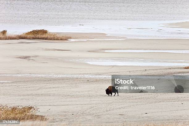 Foto de Bison No Great Salt Lake Utah e mais fotos de stock de Praia - Praia, Animal selvagem, Bisão Americano