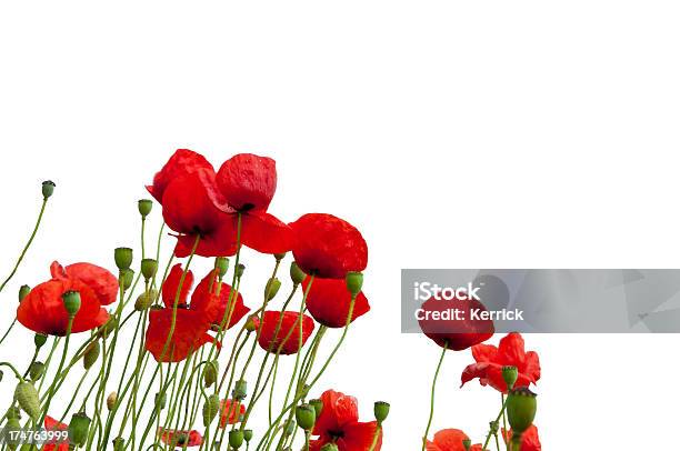 Poppys Aislado En Blanco Foto de stock y más banco de imágenes de Agricultura - Agricultura, Aire libre, Amapola - Planta