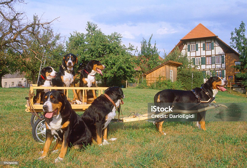 Animali cane cowherd - Foto stock royalty-free di Animale