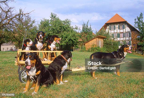 Animali Cane Cowherd - Fotografie stock e altre immagini di Animale - Animale, Bovaro del Bernese, Cane