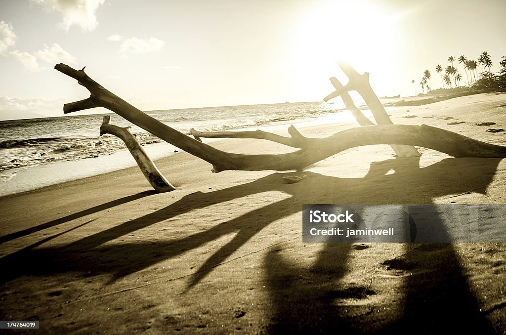 Arbre mort nature morte sur la plage au coucher du soleil - Photo de Antilles occidentales libre de droits