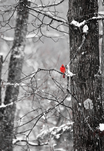 A bright red cardinal sits on a snowy tree branch. All the colors except red have been desaturated to make the cardinal stand out.