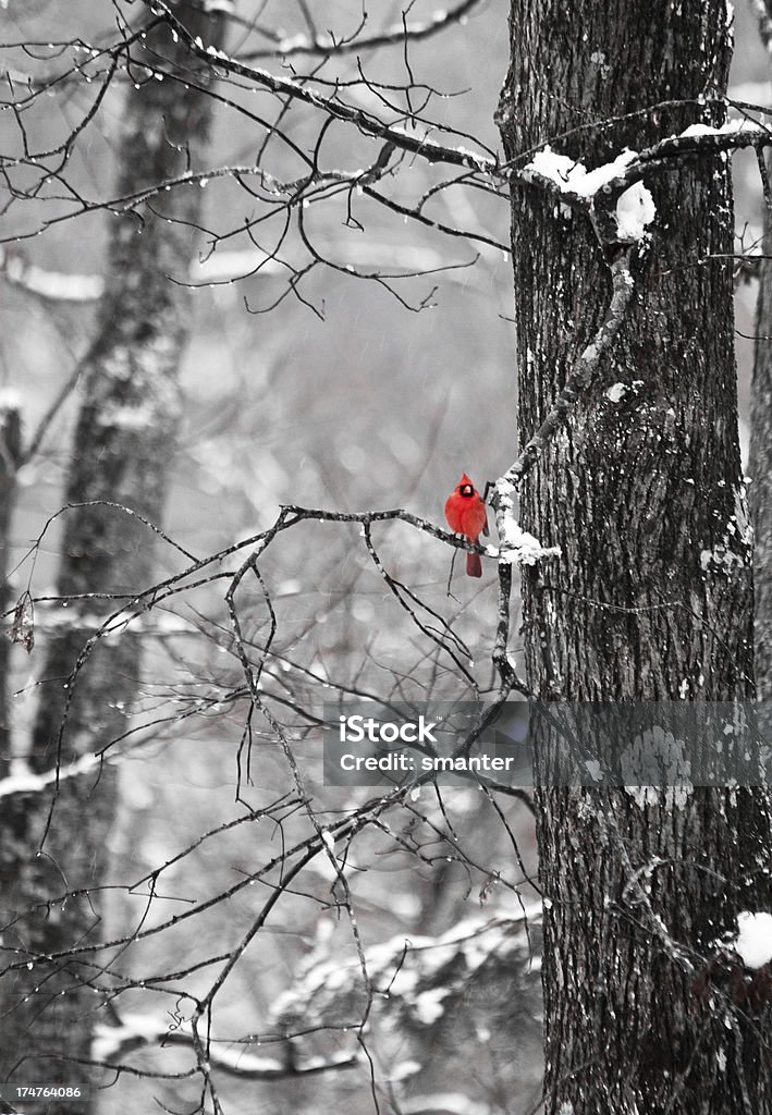 Cardinal in Winter Trees A bright red cardinal sits on a snowy tree branch. All the colors except red have been desaturated to make the cardinal stand out. Cardinal - Bird Stock Photo
