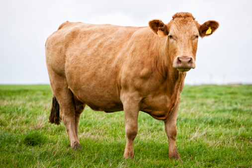 Grazing cow, profil side view, eating blades of grass, black and white, a cows pink snout in a green grass pasture