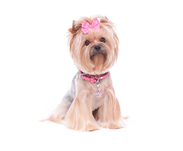 istock Yorkshire Terrier dog Isolated on white 174764220