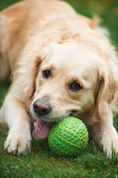 istock Golden Retriever Chewing Ball In Garden 174764363