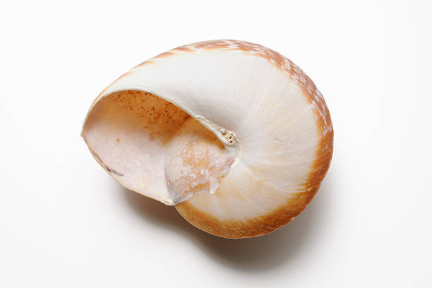 Closeup of the cross section of a nautilus shell in pastel colors