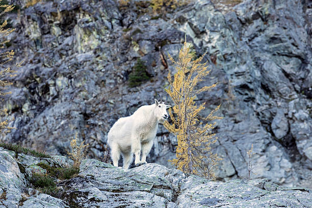istock Mountain Goat in North Cascades 174764399