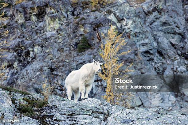 Kozioł Śnieżny W Północnych Gór Kaskadowych - zdjęcia stockowe i więcej obrazów Bez ludzi - Bez ludzi, Fotografika, Góry Kaskadowe