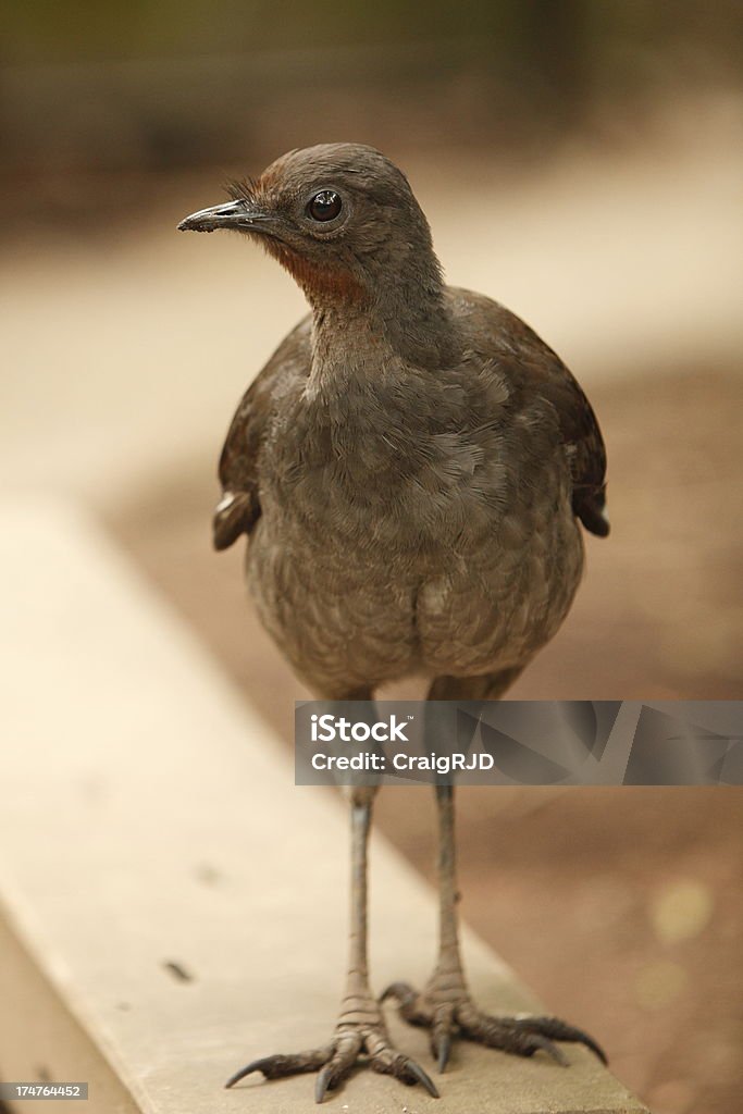 Lyrebird - Royalty-free Animal Foto de stock