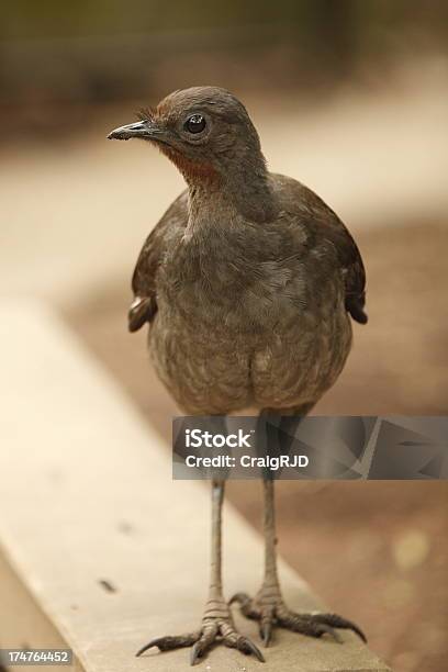 Lyrebird - Fotografias de stock e mais imagens de Animal - Animal, Animal selvagem, Ao Ar Livre