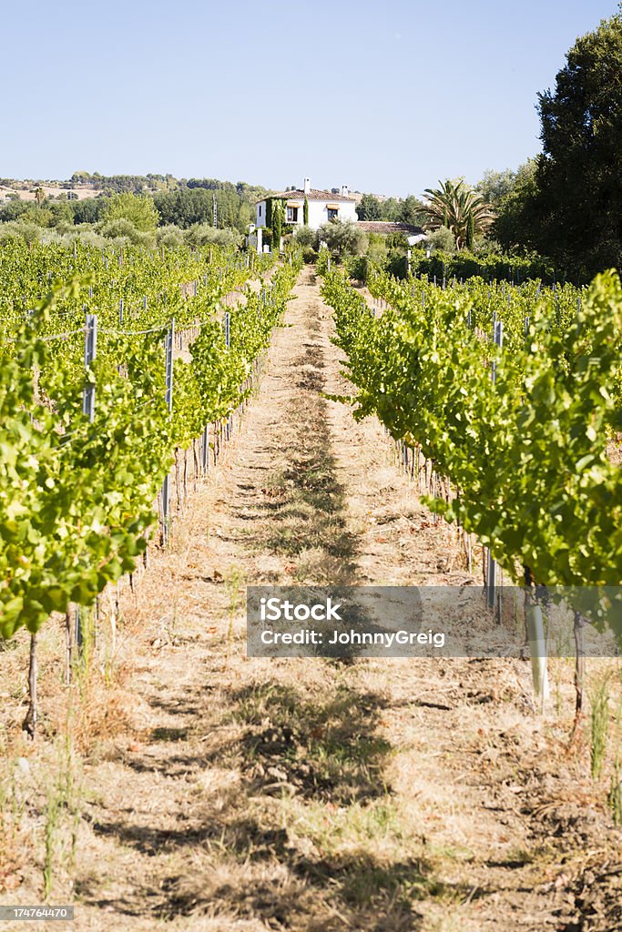 Spagnolo Vineyard - Foto stock royalty-free di Azienda vinicola