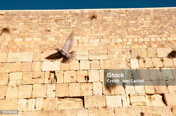 Ave Em Voo Na Muralha Ocidental - Fotografias de stock e mais imagens de Muro das Lamentações - Muro das Lamentações, Arcaico, Asa de animal