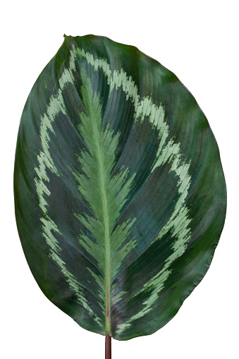 Calathea roseopicta (Linden) Regel Medallion leaves plant isolated on white background included clipping path.