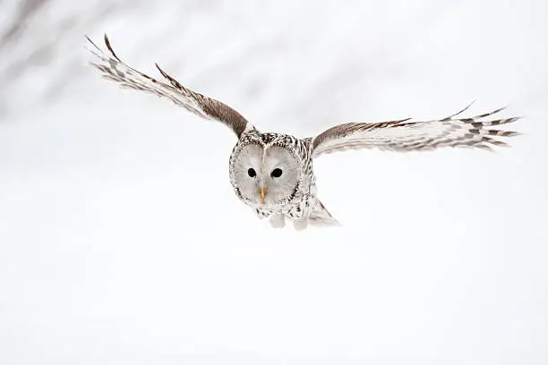 Photo of Flying Ural Owl