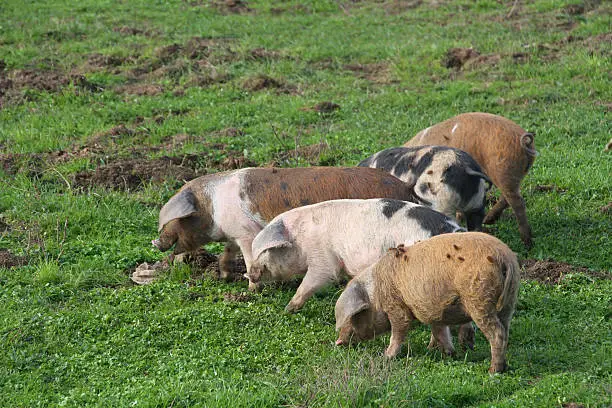 "group of Turopolje pigs looking for food, Lonjsko polje, Croatia"