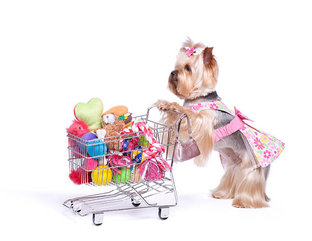 istock Yorkshire Terrier Shopping for Toys 174764786