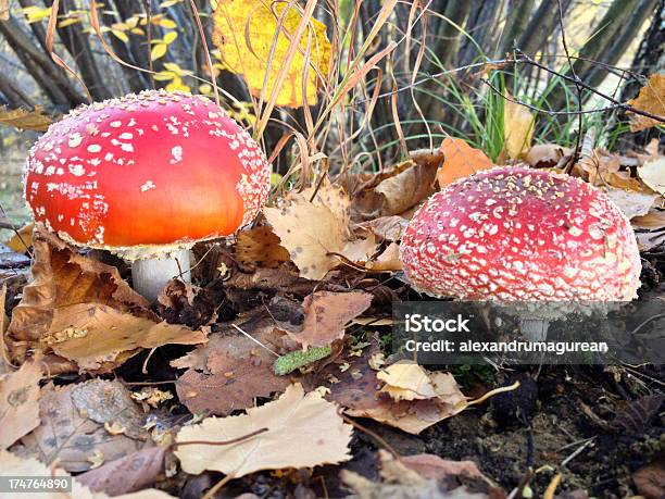 플라이에는 Agaric 0명에 대한 스톡 사진 및 기타 이미지 - 0명, 가을, 광대버섯