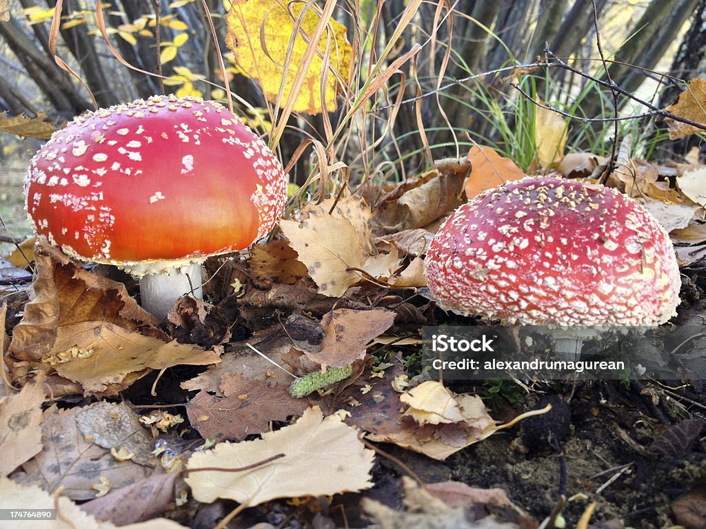 Voe Agárico - Foto de stock de Agárico - Amanita royalty-free