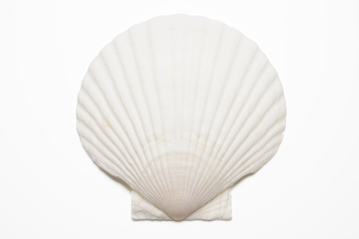 White seashell isolated on white background with clipping path.