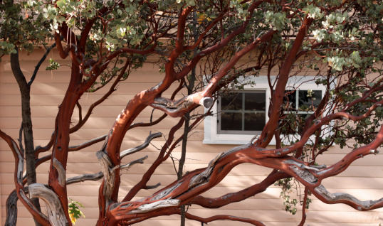 manzanita tree in front of house with window