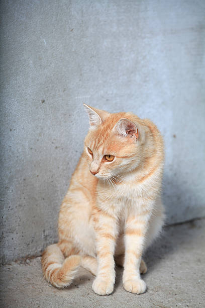 istock Red alley cat near a grungy wall 174765344