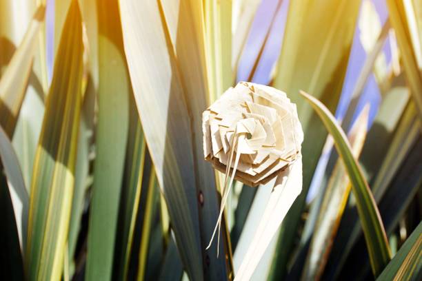 Putiputi flower woven from New Zealand flax  in Amongst the Phormium A Putiputi is the Maori name for a woven flower made from the New Zealand Flax plant (or Phormium) leaves. maori weaving stock pictures, royalty-free photos & images