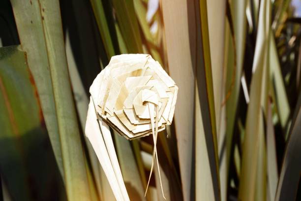 Putiputi flower woven from New Zealand flax  in Amongst the Phormium A Putiputi is the Maori name for a woven flower made from the New Zealand Flax plant (or Phormium) leaves. maori weaving stock pictures, royalty-free photos & images