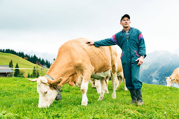 vacas em pasture - lenk im simmental - fotografias e filmes do acervo