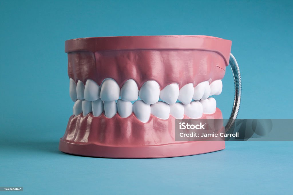 Modello di denti - Foto stock royalty-free di Anatomia umana