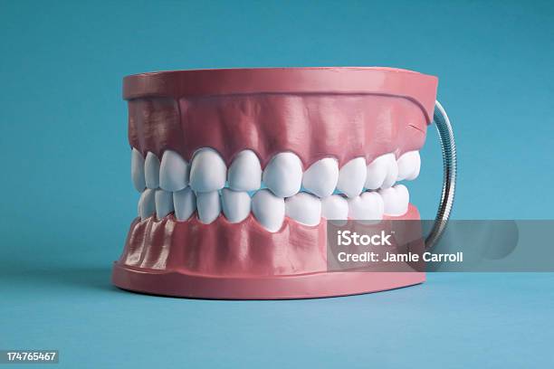 Dentes Modelo - Fotografias de stock e mais imagens de Anatomia - Anatomia, Artificial, Cuidados de Saúde e Medicina