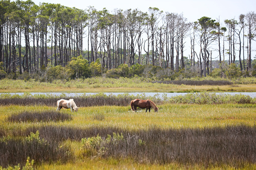 Wild horses grazing in the seaside wetland in Assateague Island National Seashore, Maryland, USA