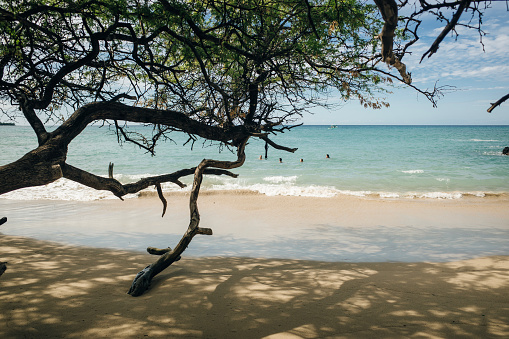 White dry wood branches reaching lava rocks at Beach 69, Waialea, Big Island, hawaii