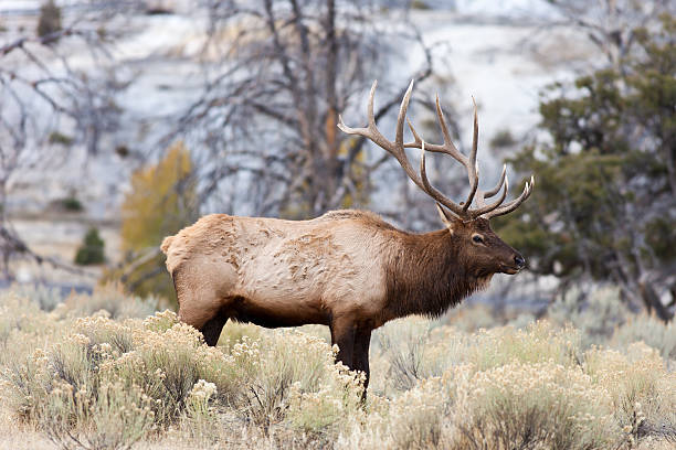 istock Elk In Yellowstone National Park 174765634