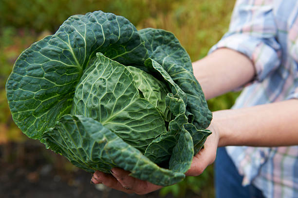 istock Woman Holding Home Grown Cabbage 174765686